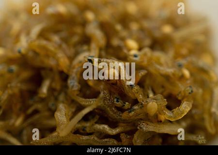 Salate acciughe fritte in una ciotola Foto Stock