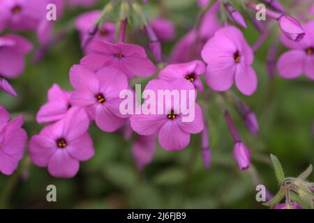 Phlox stolonifera USA muschio phlox strisciante phlox rosa fiore Makropoto Foto Stock