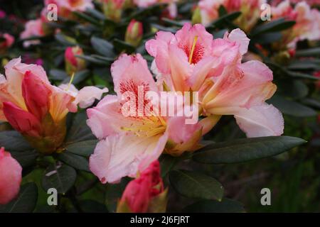 Rhododendron è una pianta legnosa. È sempreverde o decidua e si trova principalmente in Asia. Fa parte della famiglia Ericaceae. Salmone colorato Foto Stock
