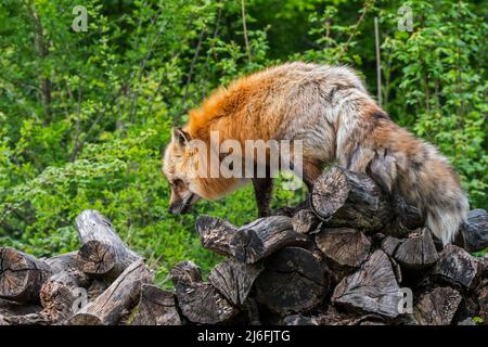 Volpe rossa (Vulpes vulpes) in spesso cappotto invernale / pelliccia che cammina su cumulo di legno al bordo della foresta in primavera Foto Stock