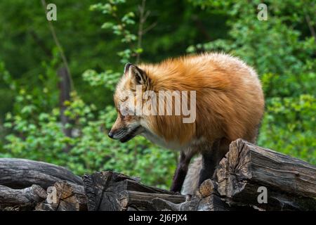 Volpe rossa (Vulpes vulpes) in spesso cappotto invernale / pelliccia su pelo di legno a bordo della foresta in primavera Foto Stock