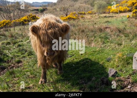 Adorabile vitello di bestiame delle Highland con cappotto squallido nella campagna scozzese con fiori di gorse gialli Foto Stock