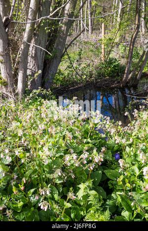 Comfreia selvaggia comune, Symphytum officinale, che cresce accanto ad un torrente Norfolk. Foto Stock