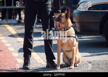 Santander, Cantabria - 13 marzo 2022: Cane di polizia della polizia nazionale spagnola durante una mostra di obbedienza e di ricerca di esplosivi Foto Stock
