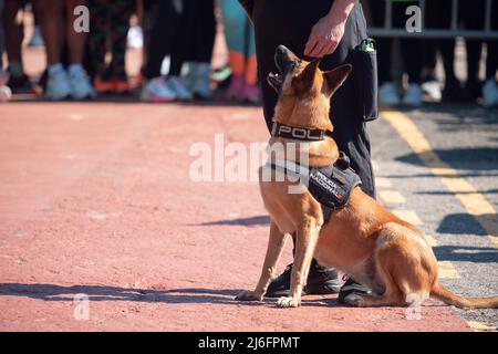 Santander, Cantabria - 13 marzo 2022: Cane di polizia della polizia nazionale spagnola durante una mostra di obbedienza e di ricerca di esplosivi Foto Stock