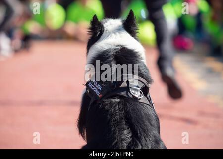 Santander, Cantabria - 13 marzo 2022: Cane di polizia della polizia nazionale spagnola durante una mostra di obbedienza e di ricerca di esplosivi Foto Stock