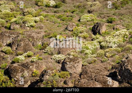 Paesaggio con margherite parigine Argyranthemum frutescens in fiore. Orone Paesaggio protetto. La Gomera. Isole Canarie. Spagna. Foto Stock