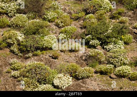 Paesaggio con margherite parigine Argyranthemum frutescens in fiore. Orone Paesaggio protetto. La Gomera. Isole Canarie. Spagna. Foto Stock