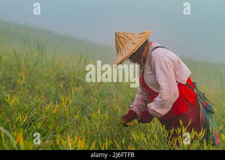 Farmer era occupato Harvest il giorno in Sessanta pietra montagna a Hualien, Taiwan Foto Stock