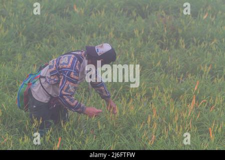 Farmer era occupato Harvest il giorno in Sessanta pietra montagna a Hualien, Taiwan Foto Stock