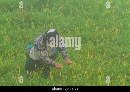 Farmer era occupato Harvest il giorno in Sessanta pietra montagna a Hualien, Taiwan Foto Stock