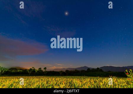 Vista notturna della fioritura di arancio a Hualien, Taiwan Foto Stock