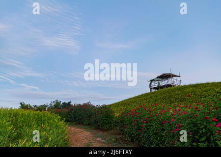 Vista mattutina dei gigli arancioni e del paesaggio a Hualien, Taiwan Foto Stock