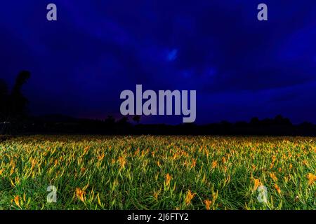 Vista notturna della fioritura di arancio a Hualien, Taiwan Foto Stock