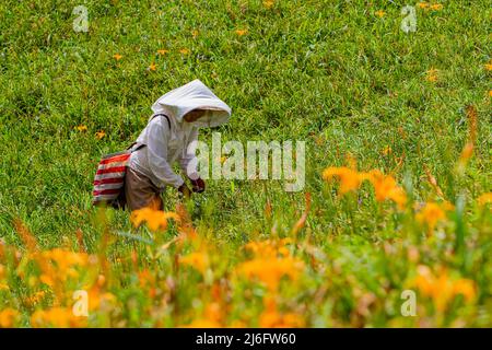 Farmer era occupato Harvest il giorno in Sessanta pietra montagna a Hualien, Taiwan Foto Stock