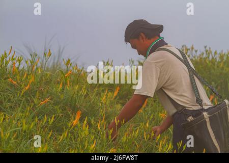 Hualien, Taiwan, 14 2010 AGOSTO - Farmer era occupato Harvest il daylily in Sessanta montagna di pietra Foto Stock