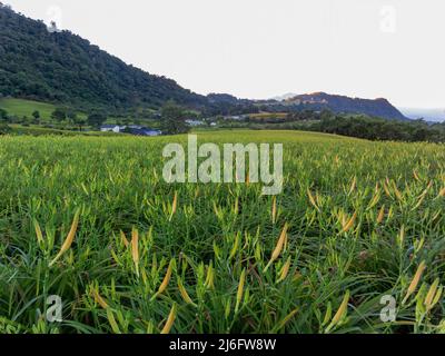 Vista mattutina dei gigli arancioni e del paesaggio a Hualien, Taiwan Foto Stock