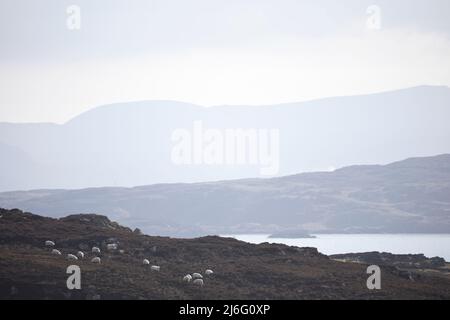 Pecore che pascolano sul paesaggio aspro dell'isola di Lewis in aprile, vicino a Dun Carloway, Ebridi esterne, Scozia, Regno Unito Foto Stock