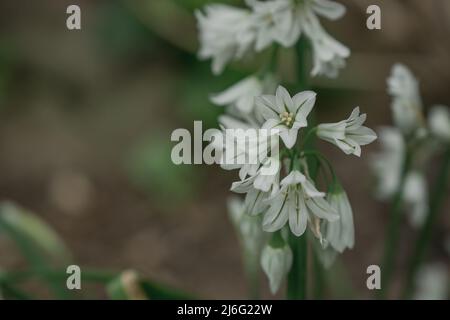 foto di fiori primaverili su sfondo naturale Foto Stock