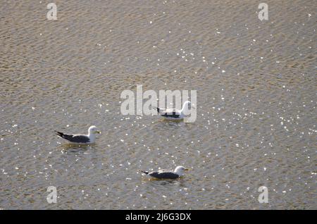 Gabbiani a zampe gialle Larus michaellis atlantis. Diga di Raso Grande. Alajero. La Gomera. Isole Canarie. Spagna. Foto Stock