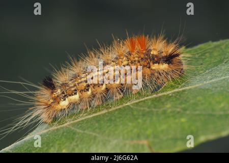 Noce-albero Tussock Moth caterpillar (Colocasia coryli). Tipperary, Irlanda Foto Stock