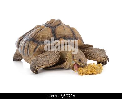 Tartaruga o sulcata maschio di tredici anni che mangia mais su sfondo bianco Foto Stock