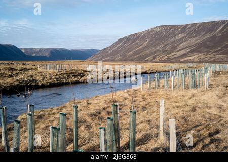 Alberi piantati lungo le rive del fiume Muick, Glen Muick Cairngorms parco nazionale Scozia Foto Stock