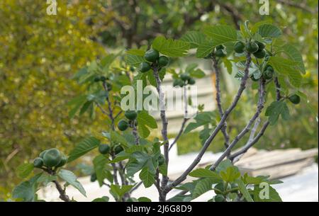 Albero di fico in un giardino in Montenegro con frutta di fico che si sviluppa sul cespuglio Foto Stock