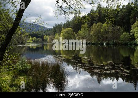 Tranquillo lago scozzese circondato da boschi primaverili con riflessi perfetti Foto Stock