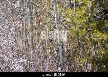 Uno Steller's Jay si trova sul ramo di un albero di aspen nelle montagne del Colorado Foto Stock