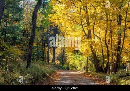 La strada panoramica autunnale nel Michigan USA mostra le graziose foglie d'autunno dorate Foto Stock