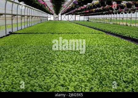 Piante di tabacco che crescono hydroponically in una serra. Quando le foglie di tabacco essiccate sono principalmente affumicate in sigarette e o sigari. Foto Stock