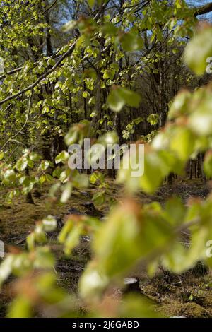 Nuova crescita primaverile su un faggio, Sutherlands Grove, Barcaldine, Scozia Foto Stock