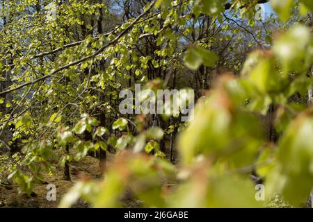 Nuova crescita primaverile su un faggio, Sutherlands Grove, Barcaldine, Scozia Foto Stock