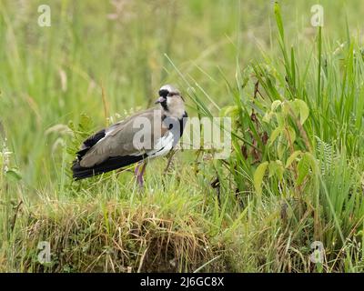 Una Lapwing meridionale in Ecuador Foto Stock