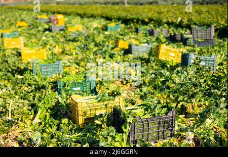 Tagliare il sedano maturo adagiato sul campo in file uniformi Foto Stock