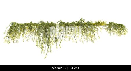 Illustrazione 3D arrampicata piante creepers isolato su sfondo bianco Foto Stock