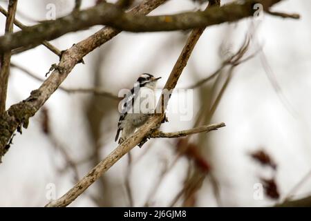 Le piccie downy sono le specie più piccole di piccie del Canada Foto Stock