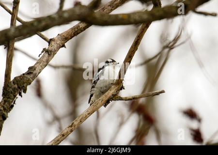 Le piccie downy sono le specie più piccole di piccie del Canada Foto Stock