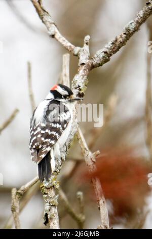 Le piccie downy sono le specie più piccole di piccie del Canada Foto Stock