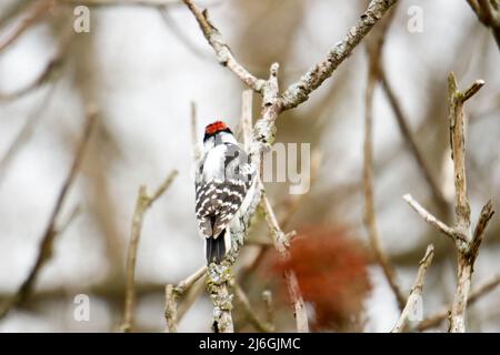 Le piccie downy sono le specie più piccole di piccie del Canada Foto Stock