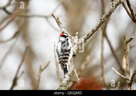 Le piccie downy sono le specie più piccole di piccie del Canada Foto Stock