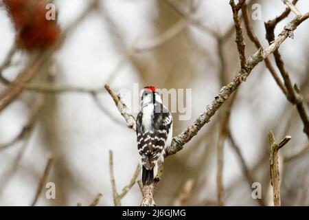 Le piccie downy sono le specie più piccole di piccie del Canada Foto Stock