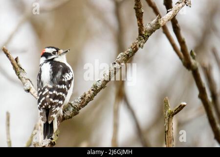 Le piccie downy sono le specie più piccole di piccie del Canada Foto Stock