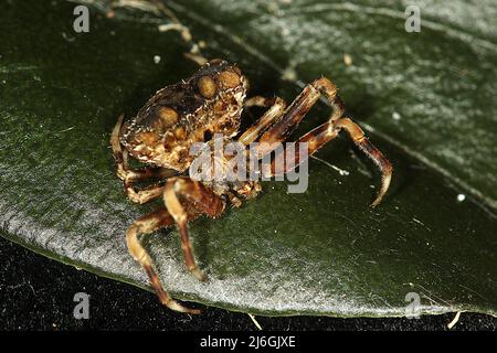 Crociera di caduta dell'uccello (Calaenia tuberosa) su una foglia Foto Stock