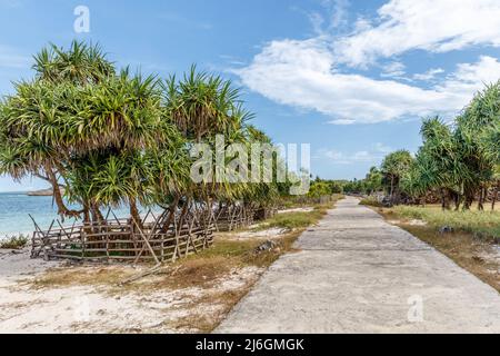 Alberi di Pandan a Boa Beach a Rote Island, provincia di Nusa Tenggara Est, Indonesia Foto Stock