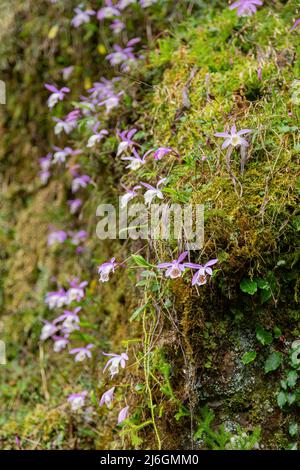 Pleione Formosana fiorisce nell'Alishan National Forest Recreation Area a Chiayi, Taiwan Foto Stock