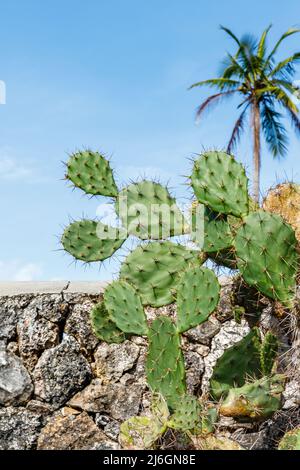 Opuntia (Prickly Pero, Pero cactus), genere di piante da fiore della famiglia dei cactus Cactaceae. Rote, Indonesia. Foto Stock