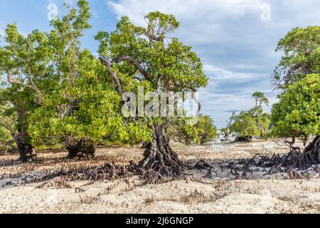 Foresta di mangrovie nell'isola di Rote, provincia di Nusa Tenggara Est, Indonesia Foto Stock