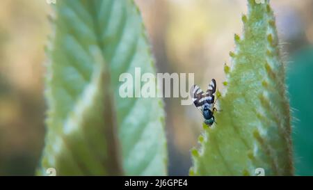 Piccola mosca nera su grande foglia verde i Tephritidae sono una delle due famiglie di mosche denominate mosche da frutta, l'altra famiglia essendo i Drosophilidae Foto Stock